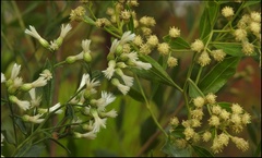 Baccharis halimifolia image