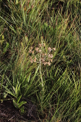 Helichrysum miconiifolium