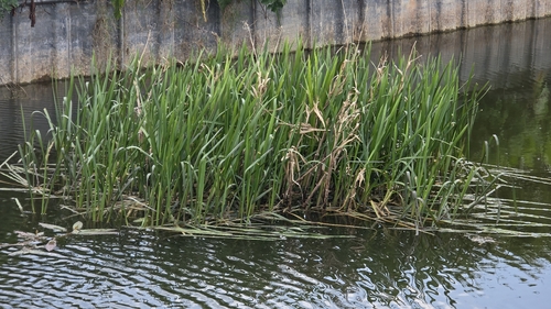 iNaturalist observation photo of reed meadowgrass
