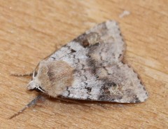 Diarsia mendica
