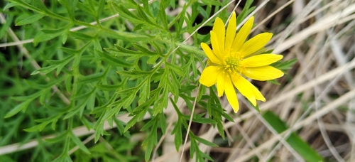 Adonis volgensis, photograph 4