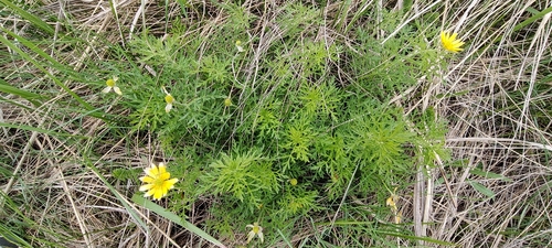 Adonis volgensis, photograph 5