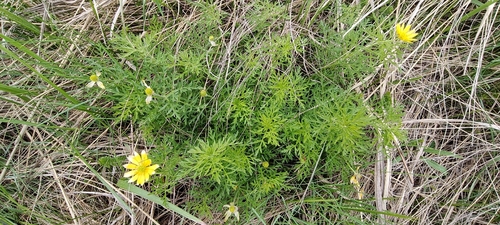 Adonis volgensis, photograph 6