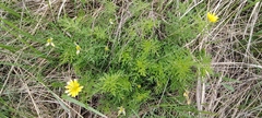 Adonis volgensis, photograph (c) Екатерина Гущина, some rights reserved (CC BY)