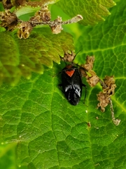 Neocapsus