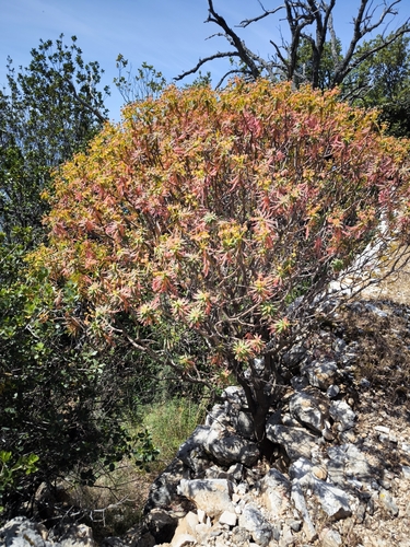 Tree spurge