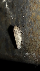 Curtara