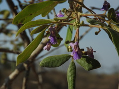 Vitex mollis