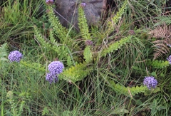 Tetraselago longituba