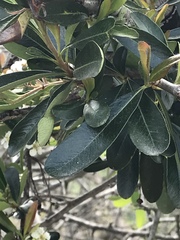 Pyracantha koidzumii