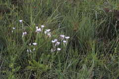 Helichrysum monticola