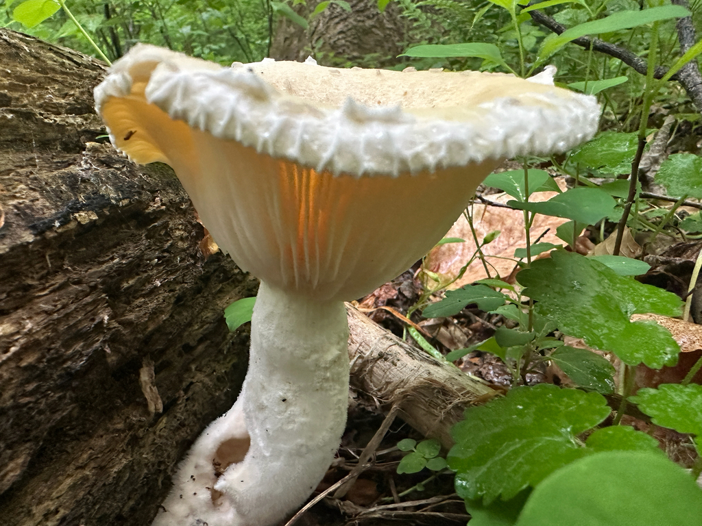 Pleurotus levis · April 2026 · photo: © ana_kaahanui (iNaturalist, cc-by)