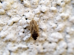 Emblethis denticollis