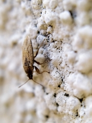 Emblethis denticollis