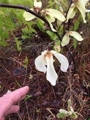 Asimina reticulata