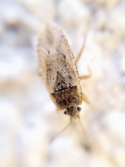 Emblethis denticollis