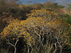 Roseodendron donnell-smithii
