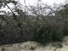 Pyracantha koidzumii