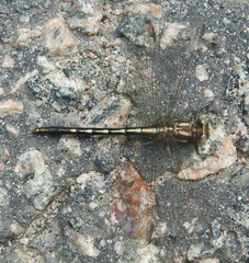Phanogomphus lividus