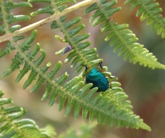 Erachtheus lutulentus