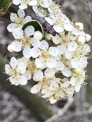 Pyracantha koidzumii