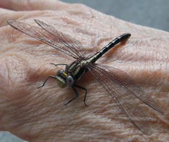 Phanogomphus lividus