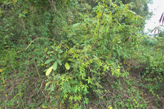 Litsea glutinosa
