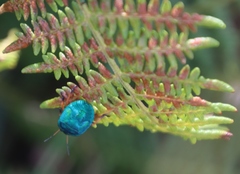 Erachtheus lutulentus
