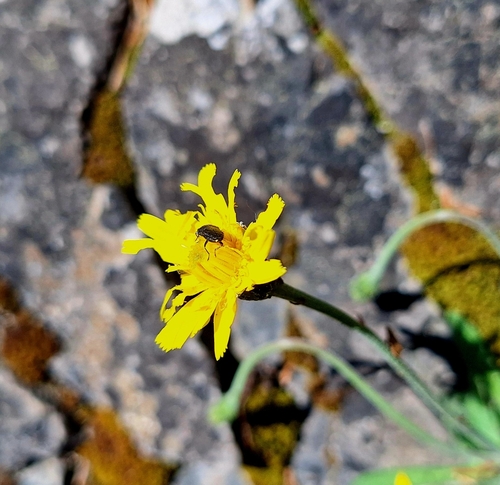 Leontodon incanus, photograph 3