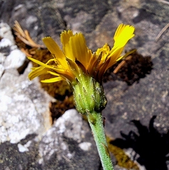 Leontodon incanus, photograph author not stated, no rights reserved