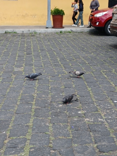 Feral Pigeon