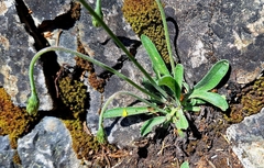 Leontodon incanus, photograph author not stated, no rights reserved