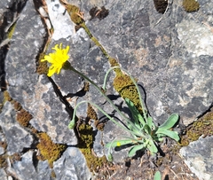 Leontodon incanus, photograph author not stated, no rights reserved
