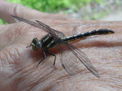 Phanogomphus lividus