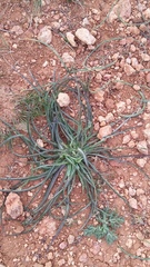 Pseudopodospermum molle