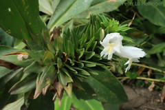 Costus leucanthus