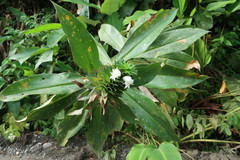 Costus leucanthus