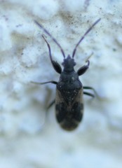 Taphropeltus contractus