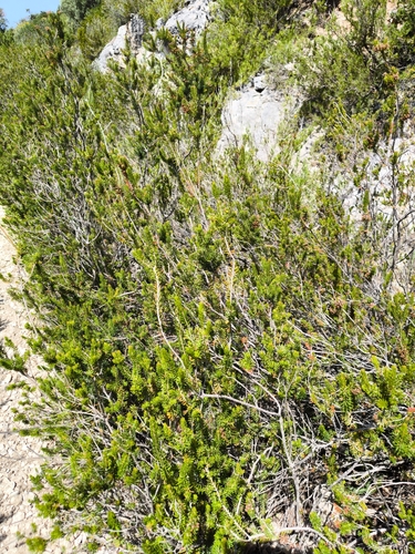 Mediterranean Heath