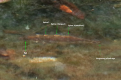 Gasterosteus aculeatus