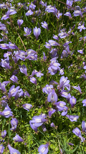 Mazus miquelii, photograph 2