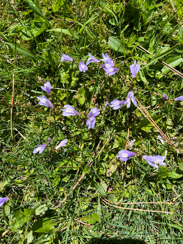 Mazus miquelii, photograph 4