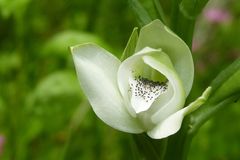 Chloraea membranacea