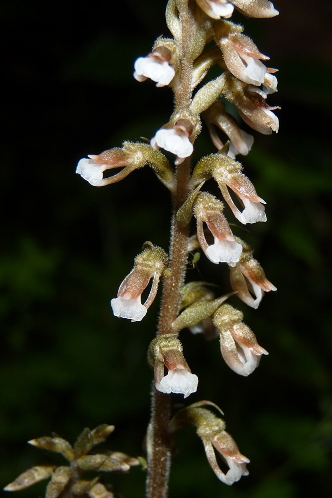 Cyclopogon elatus