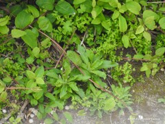 Medicago arabica