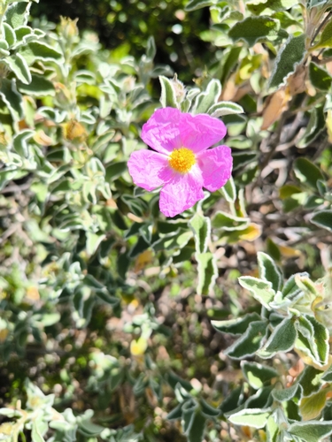 Cisto di Creta