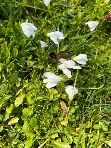 Miquel's mazus (Mazus miquelii)
