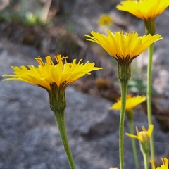 Leontodon incanus