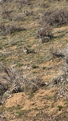 Dendragapus obscurus