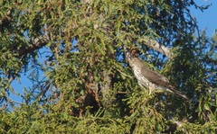 Accipiter cooperii